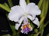 Cattleya mossiae 